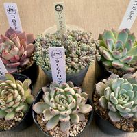 パープルヘイズ,金魚草,コロラド,アンナ,コルテスの画像