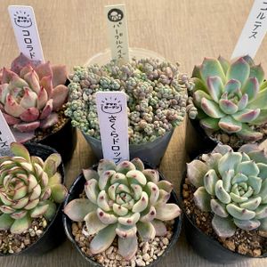 パープルヘイズ,金魚草,コロラド,アンナ,コルテスの画像