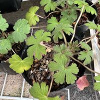 オダマキ,ゲラニウム,ゲラニウム,ゲラニウム,ゲラニウムの画像