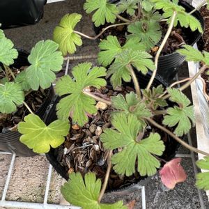 オダマキ,ゲラニウム,ゲラニウム,ゲラニウム,ゲラニウムの画像