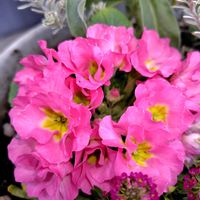 プリムラ,ローズマリー,シダ,花のある暮らし,今日のお花の画像