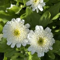 マトリカリア,フランス小菊（マトリカリア）,白い花,キク科,散歩道の花の画像