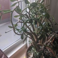 かねのなる木,かねのなる木,クリスマスツリー,札幌西区,リビング・ダイニングの画像