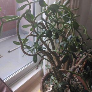 かねのなる木,かねのなる木,クリスマスツリー,札幌西区,リビング・ダイニングの画像