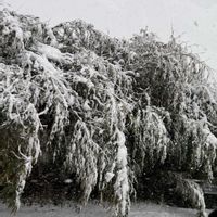 ススキ,マツ,柿の木,竹,雪景色の画像