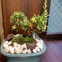 アガベ,真柏,斑入真柏,アガベ　笹の雪,盆栽の画像