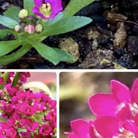 アリッサム,ナデシコ,朧月,オステオスペルマム,小松菜の画像