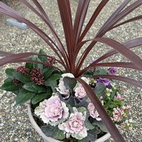 コルジリネ レッドスター,ハボタンセッション　ベイビーチュール,ビオラ・ヌーヴェルヴァーグ・スミレの革命,歳末セールでゲット！！の画像