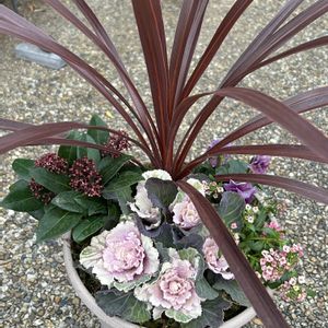 コルジリネ レッドスター,ハボタンセッション　ベイビーチュール,ビオラ・ヌーヴェルヴァーグ・スミレの革命,歳末セールでゲット！！の画像