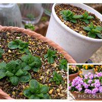 プリムラ,宿根プリムラ ダブルプリムローズ,今日のお花,ダブルプリムローズ,プリムラダブルローズの画像