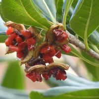 トベラ,ツルウメモドキ,イソシギ,野鳥(カワラヒワ).,野鳥(イソシギ)の画像
