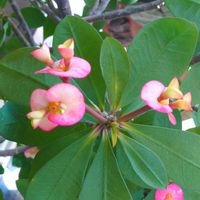 ハナキリン,ハナキリン,ラクティア・クリスタータ,ラクティア・クリスタータ,寄せ植え.の画像