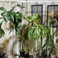 コウモリラン,ビカクシダ,多肉植物,塊根植物,コーデックスの画像