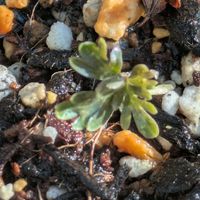 セツブンソウ,チーム愛知,Juneの会,2020年6月同期No.013の画像