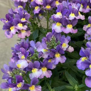 ネメシア,寄せ植え,ガーデニング,花のある暮らし,小花好きの画像