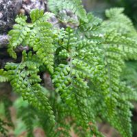 シダ,トキワシノブ,トキワシノブ,ときわしのぶ,吊りシノブの画像