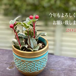 斑入りやぶこうじ,緑のある暮らし,お正月,今年もよろしくお願いします,ナチュラルスタイルの画像