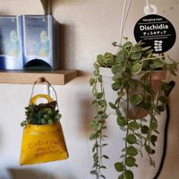 ディスキディアの画像