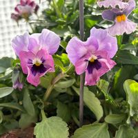 ビオラ,シレネ・ユニフローラ,シレネ・ユニフローラ,ネメシア　ブルーベリーパイ,ネメシア　ブルーベリーパイの画像