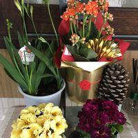 オレガノ,葉牡丹,ラベーンダー,庭の花,お花好きの画像