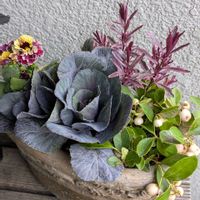 ヘーベ,オレアリア　リトルスモーキー,ホワイトベリー ,ホワイトベリー ,オレアリアリトルスモーキーの画像