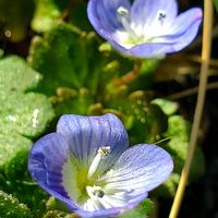 オオイヌノフグリ,オキザリス　桃の輝きの画像