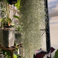 ウスネオイデスの画像