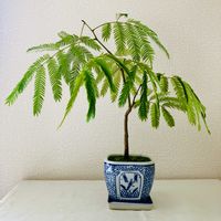 エバーフレッシュ,観葉植物の画像