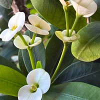 ハナキリン,ハナキリン、八福神,キュンキュン乙女倶楽部,スマホ撮影加工なし,花の15年組の画像