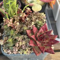 多肉植物寄せ植え,クラッスラの画像