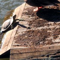 シラカシの画像