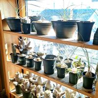 パキポディウム,パキポディウム・グラキリス,パキポディウム・エブレネウム,パキポディウム ブレビカウレ,アボニア・クイナリアの画像