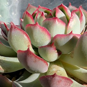 エケベリア交配種,多肉植物,多肉棚,エケ,実生に挑戦の画像