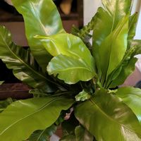 オオタニワタリ,アスプレニウム,アスプレニウム・アビス,観葉植物,シダ植物の画像