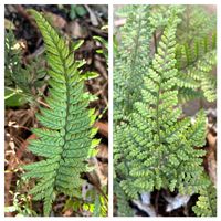 トキワシノブ,モミジヒトツバ,ハコネシダ,コタニワタリ,ヒメカナワラビの画像