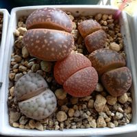 リトープス,多肉植物,リトープス属,多肉女子,岩手県の画像