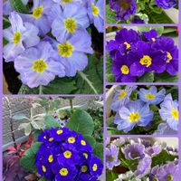 パンジー・ビオラ,プリムラ,ビオラ,プリムラ マラコイデス,プリムラ　ジュリアンの画像