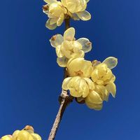 ソシンロウバイ,良い香り,季節を楽しむ,植栽,中国原産の画像