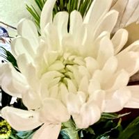 キク,サルスベリ,白い恋人達,❄️冬にまけるな❄️,しあわせ運べるようにの画像