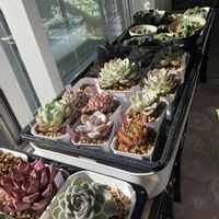 多肉植物,エケベリア属,多肉大好き,多肉植物のある暮らし,今年もよろしくお願いしますの画像