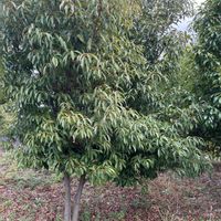 シラカシの画像