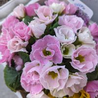 プリムラ,プリムラ,プリムラ,プリムラ,プリムラの画像