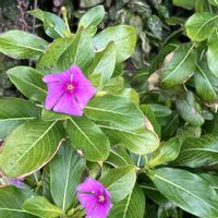 ニチニチソウ,ニチニチソウ,年末年始,マイペースに,心穏やかに♡の画像