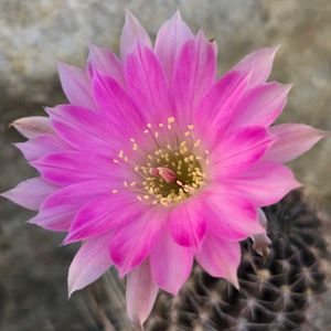 サボテン,花サボテン,サボテンの花,さぼてんの花の画像
