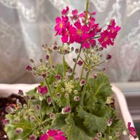 コリウス,サントリーウィンテイ　ピーチ,サントリーフラワーズ　ウィンテイ　ローズ,サントリーフラワーズ　ウィンテイ　ライムグリーン,サントリーフラワーズ　ウィンテイ　ライムグリーンの画像