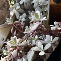 カランコエ,カランコエ プミラ,カランコエ プミラ,カランコエ 白銀の舞,多肉植物の画像