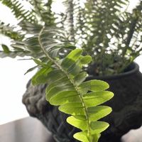 ネフロレピス,毎月４日はシダの日の画像