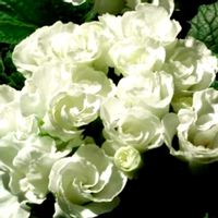 サザンカ,ツバキ,プリムラ,ラナンキュラス,スイートアリッサム の画像