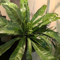 オオタニワタリ,アスプレニウム,シダ植物,シダの日,毎月４日はシダの日の画像