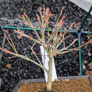 清姫モミジ,盆栽,ミニ盆栽,盆栽苗木,まめ盆栽の画像